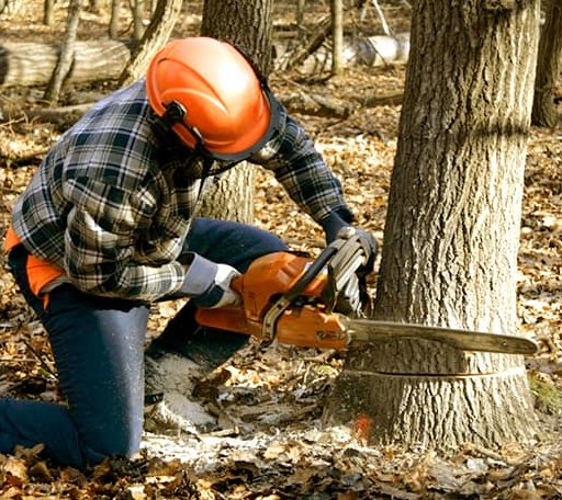Tree Removal in Wolverine, MI